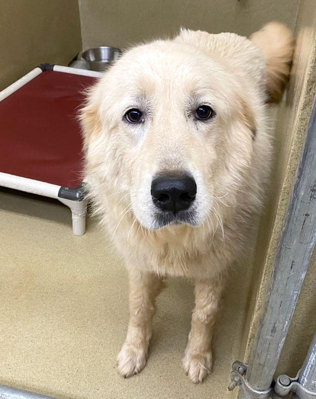 Enlarge Minnie, an adopted Great Pyrenees in Monroe, GA image 3/3