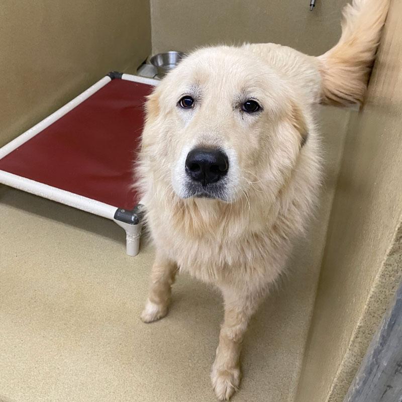 Minnie, adopted, Adult Female Great Pyrenees.