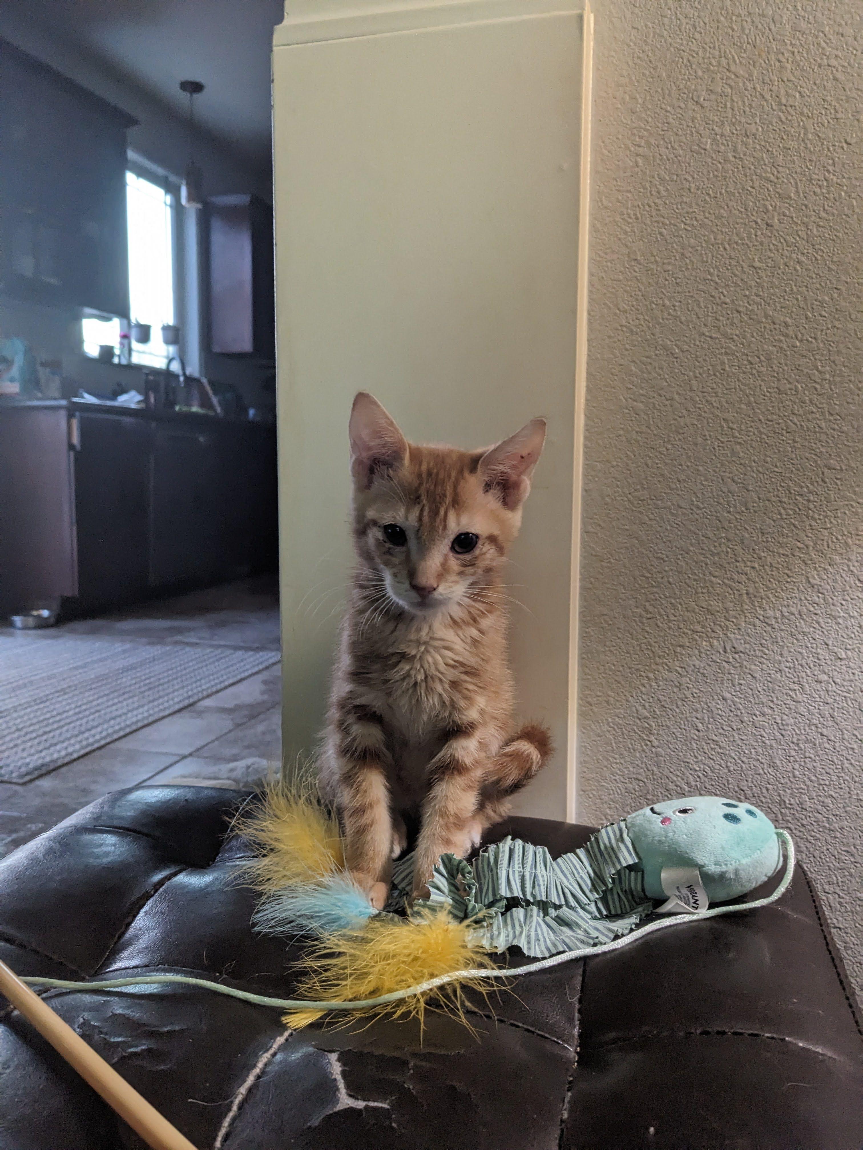 Parakeet, Adopted, Young Male Domestic Short Hair.