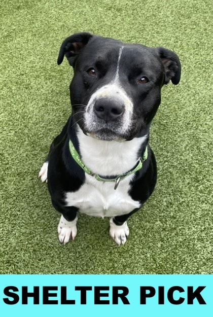 Enlarge Thaddeus, a Adoptable mixed breed in Eugene, OR image 1/1