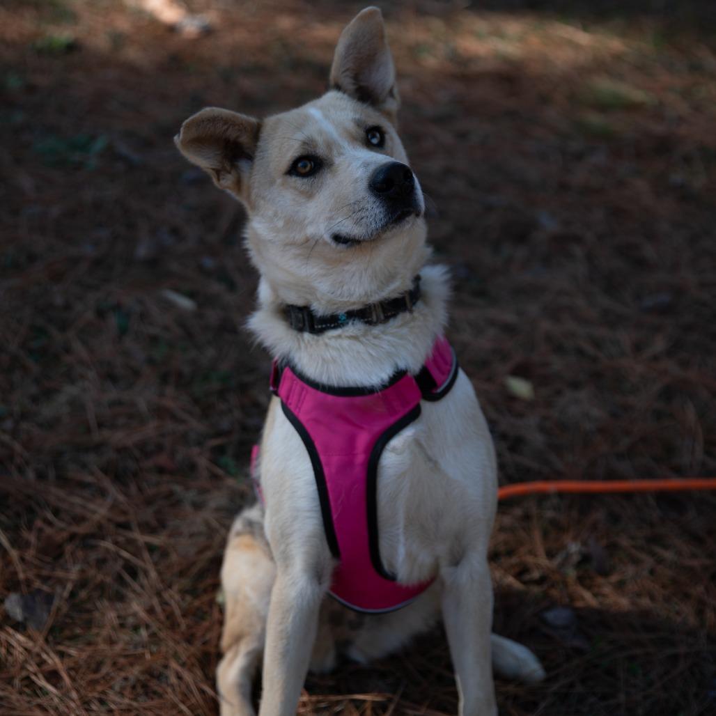 Miss Mabel, Adoptable, Young Female Mixed Breed.