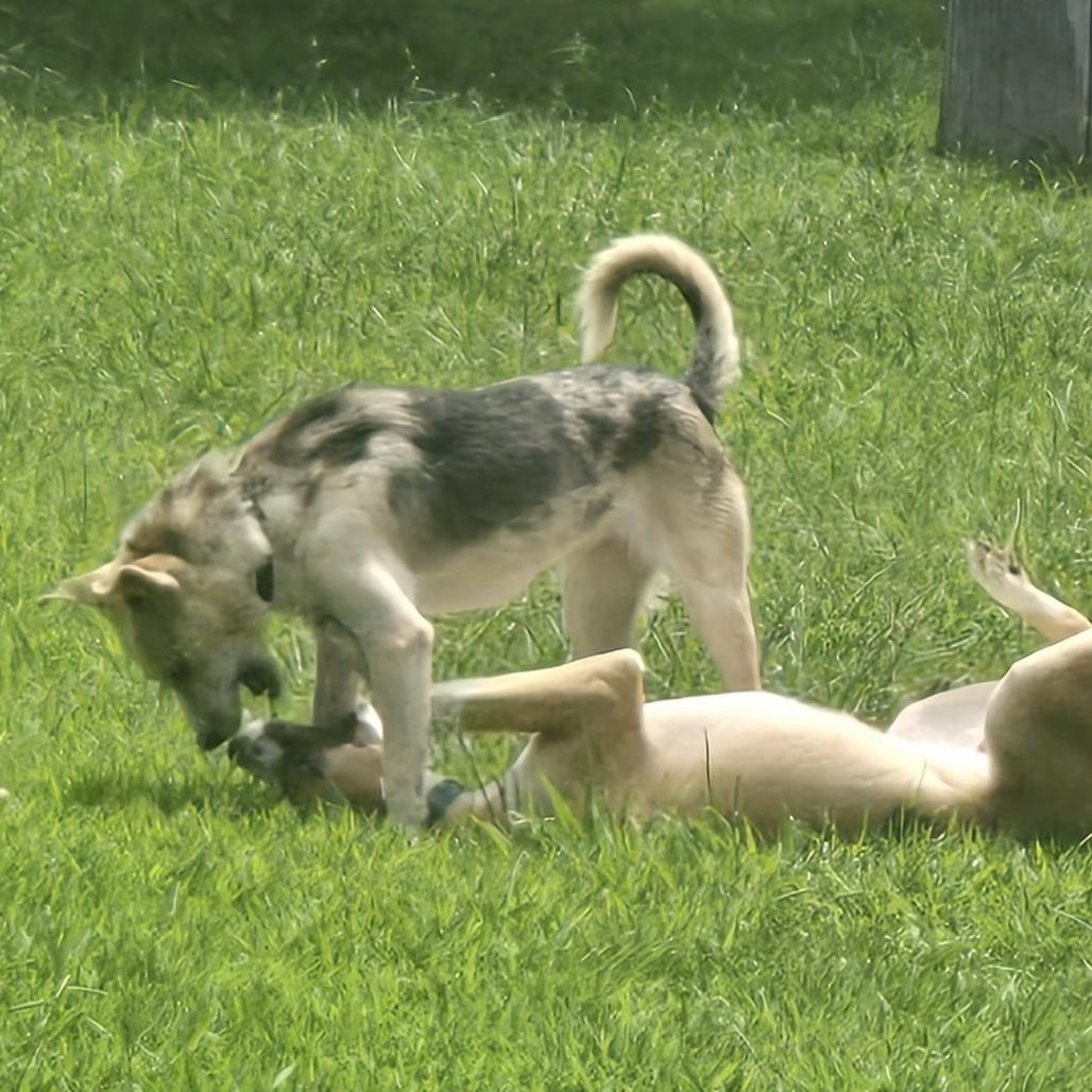 Enlarge Miss Mabel, a Adoptable Mixed Breed in Huntsville, AL image 3/6