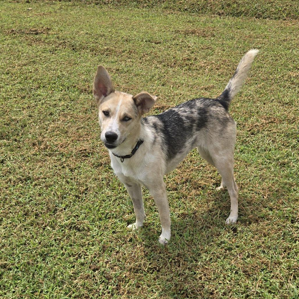 Enlarge Miss Mabel, a Adoptable Mixed Breed in Huntsville, AL image 4/6