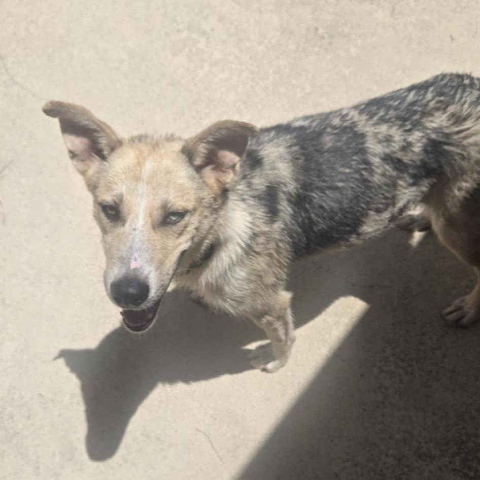 Enlarge Miss Mabel, a Adoptable Mixed Breed in Huntsville, AL image 5/6