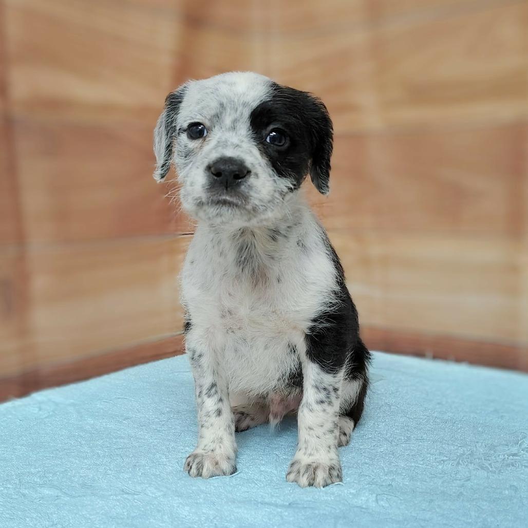 Enlarge Shiloh, a Adoptable mixed breed in Griswold, CT image 1/1