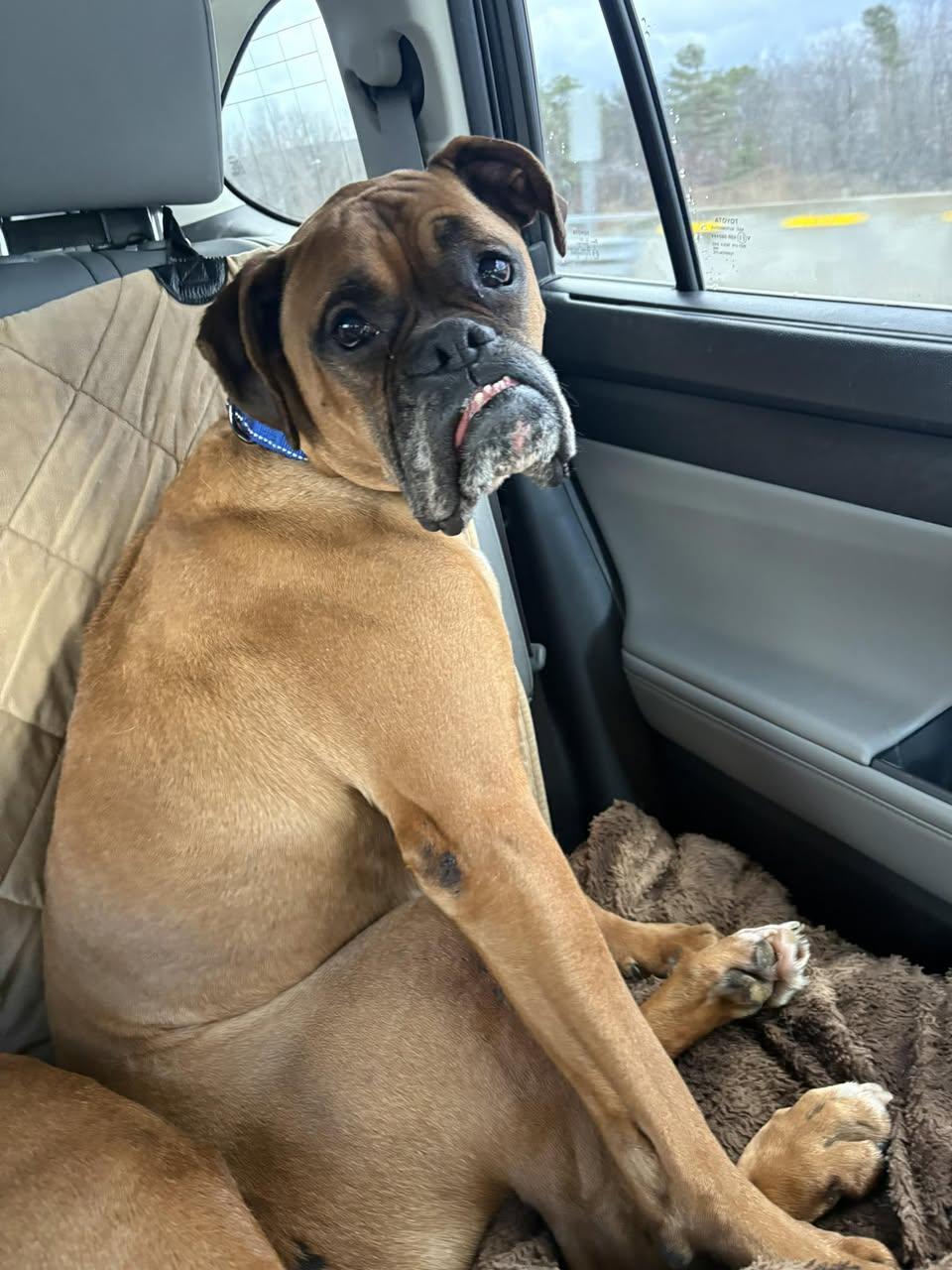 Enlarge Diesel & Dakota, a Adoptable Boxer in Monticello, NY image 1/1