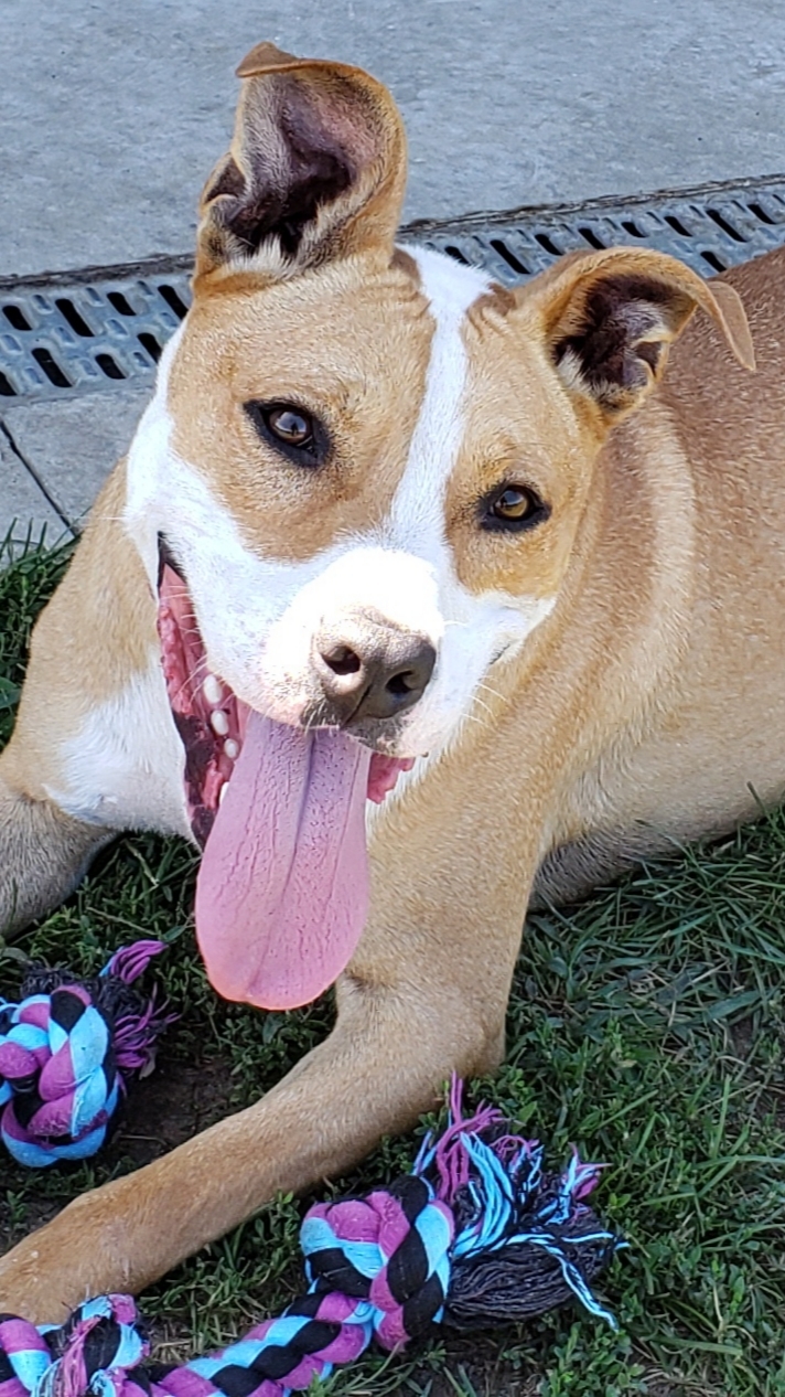 Bruno, a Adoptable mixed breed in Whiting, IN image 1/8