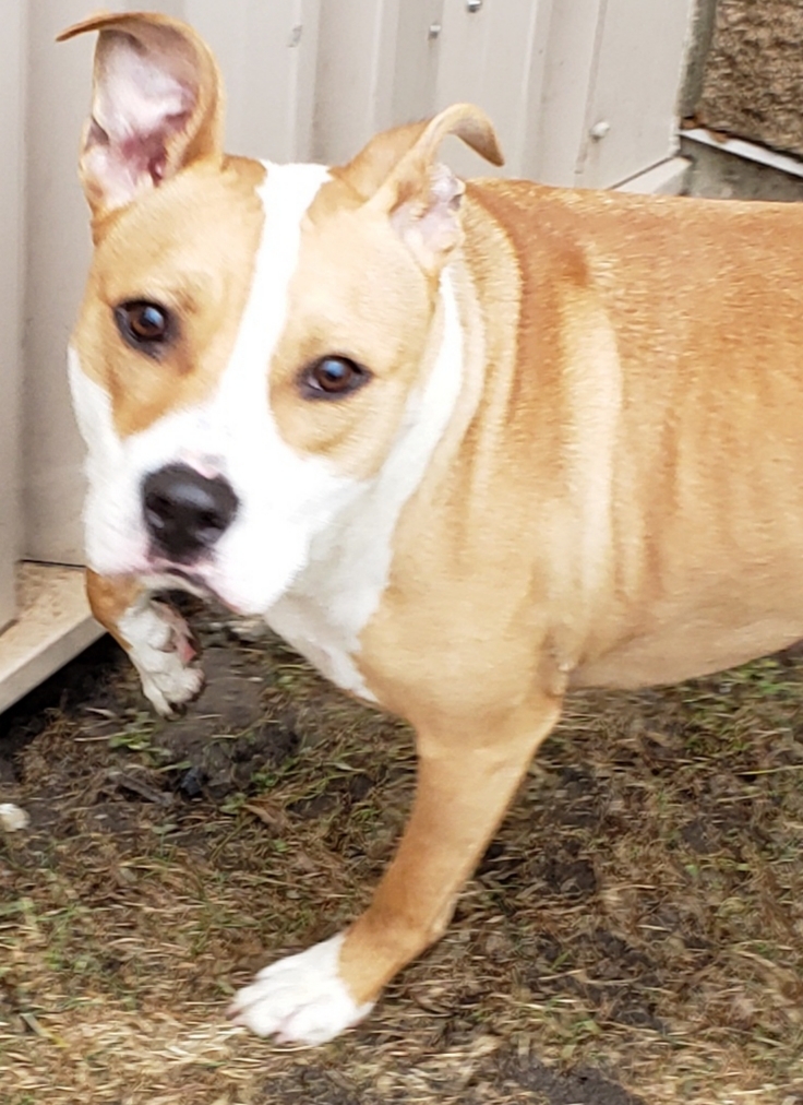 Bruno, a Adoptable mixed breed in Whiting, IN image 2/8