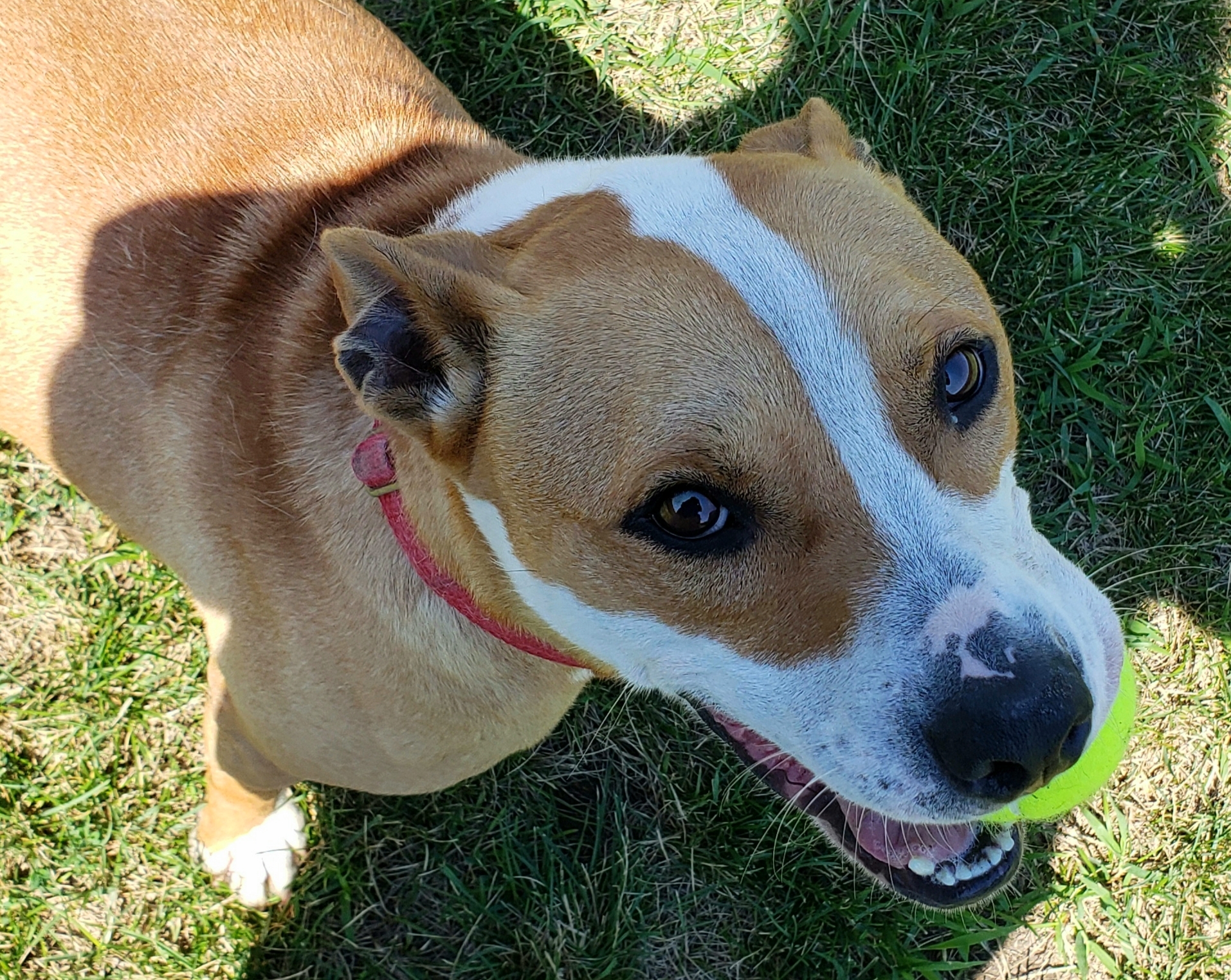 Bruno photo 3