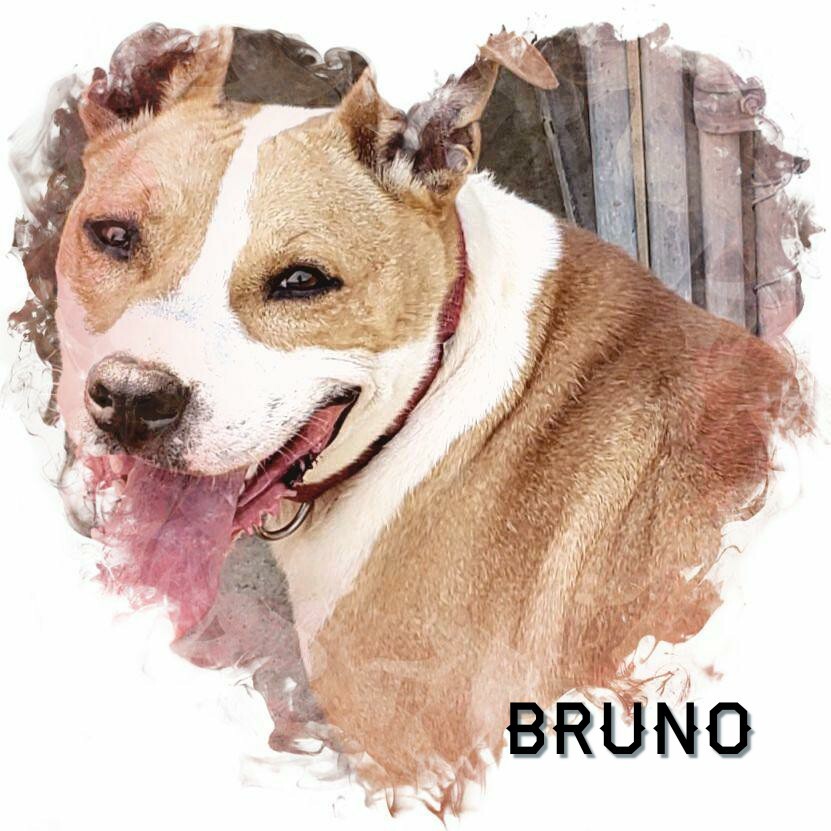 Bruno, a Adoptable mixed breed in Whiting, IN image 4/8