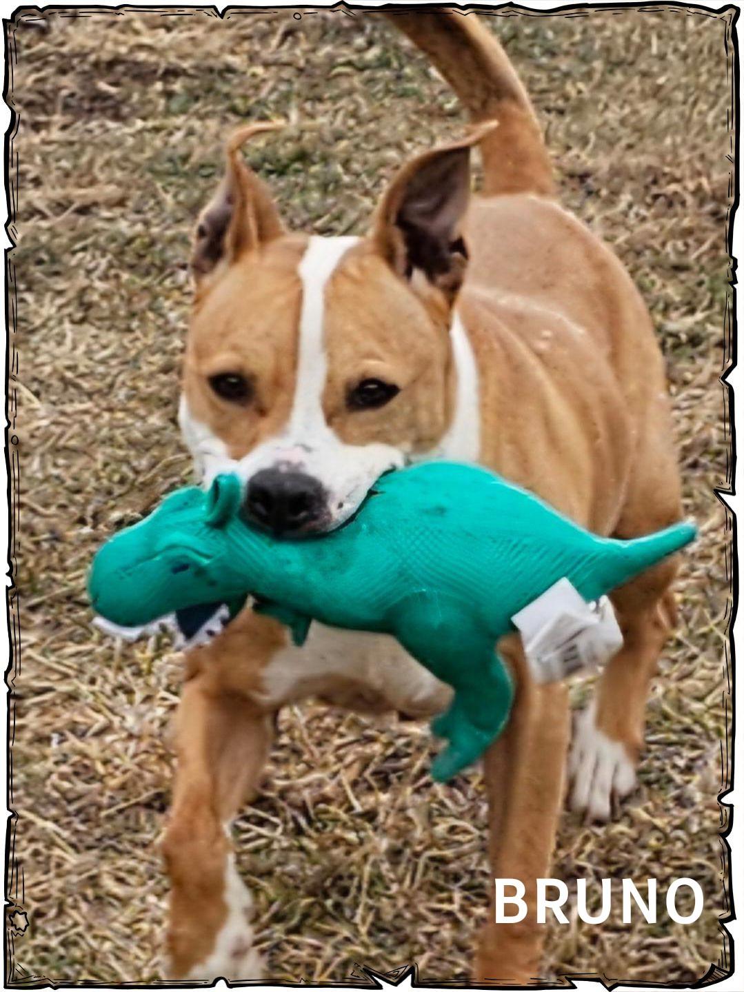 Bruno, a Adoptable mixed breed in Whiting, IN image 1/5