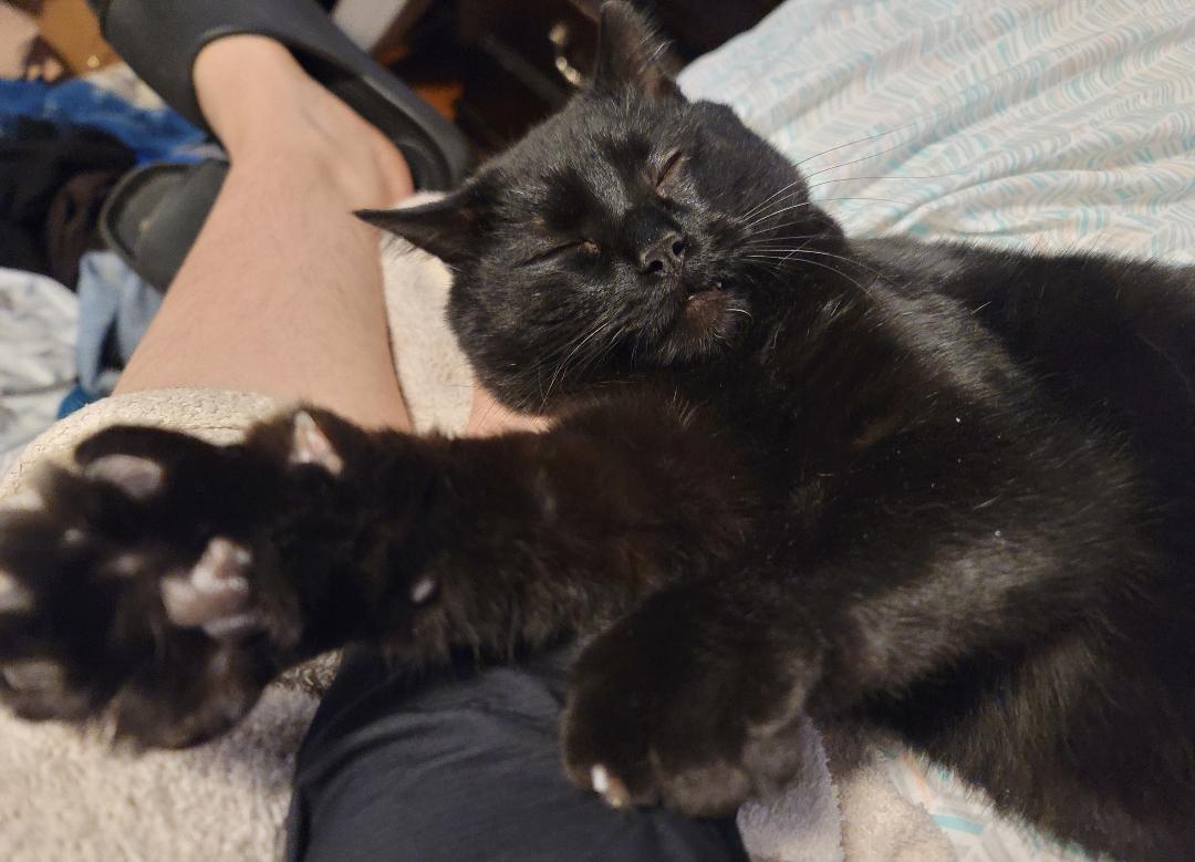 Enlarge Benny Bubbles, a Adoptable mixed breed in Howell, MI image 4/5