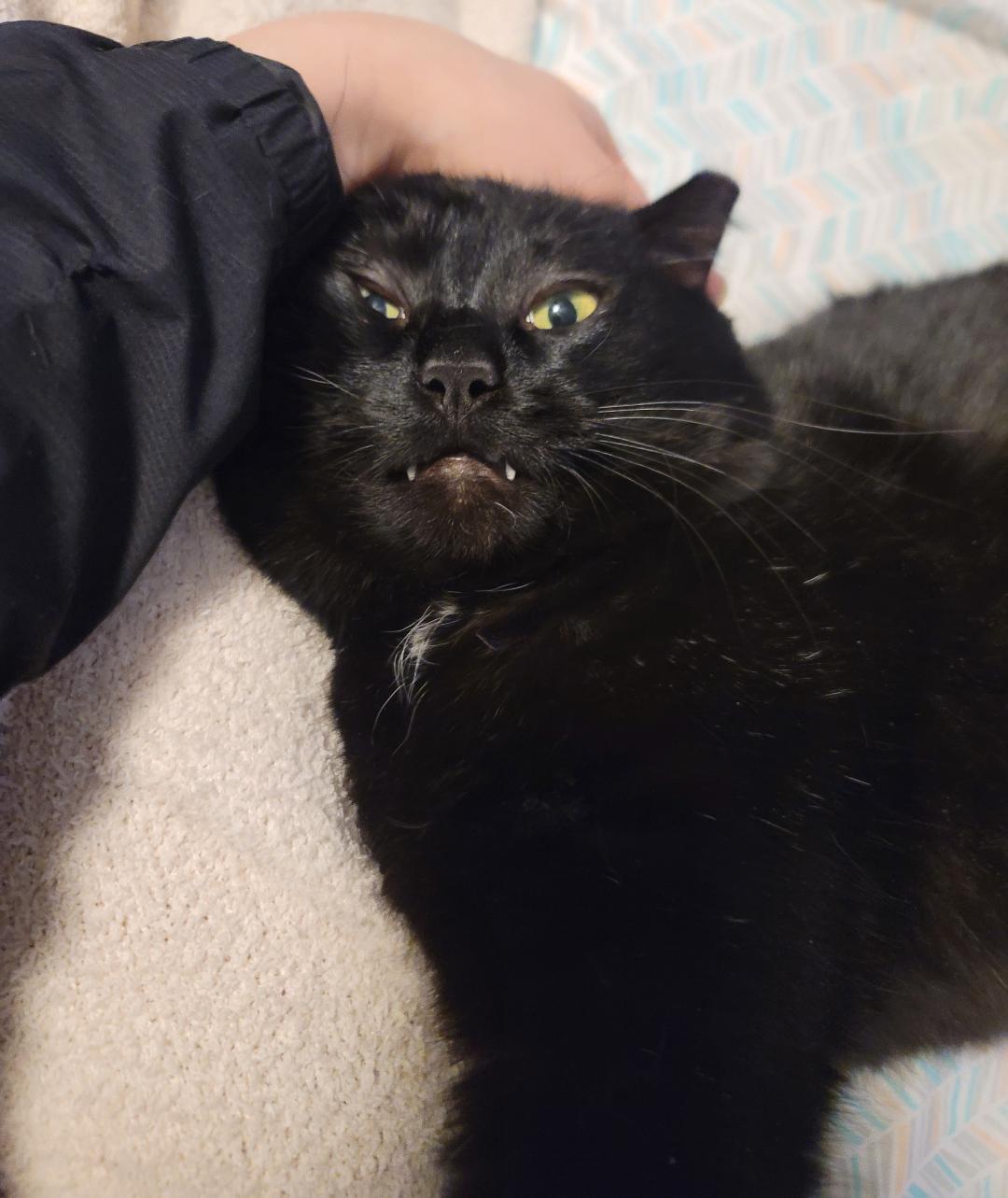 Enlarge Benny Bubbles, a Adoptable mixed breed in Howell, MI image 5/5