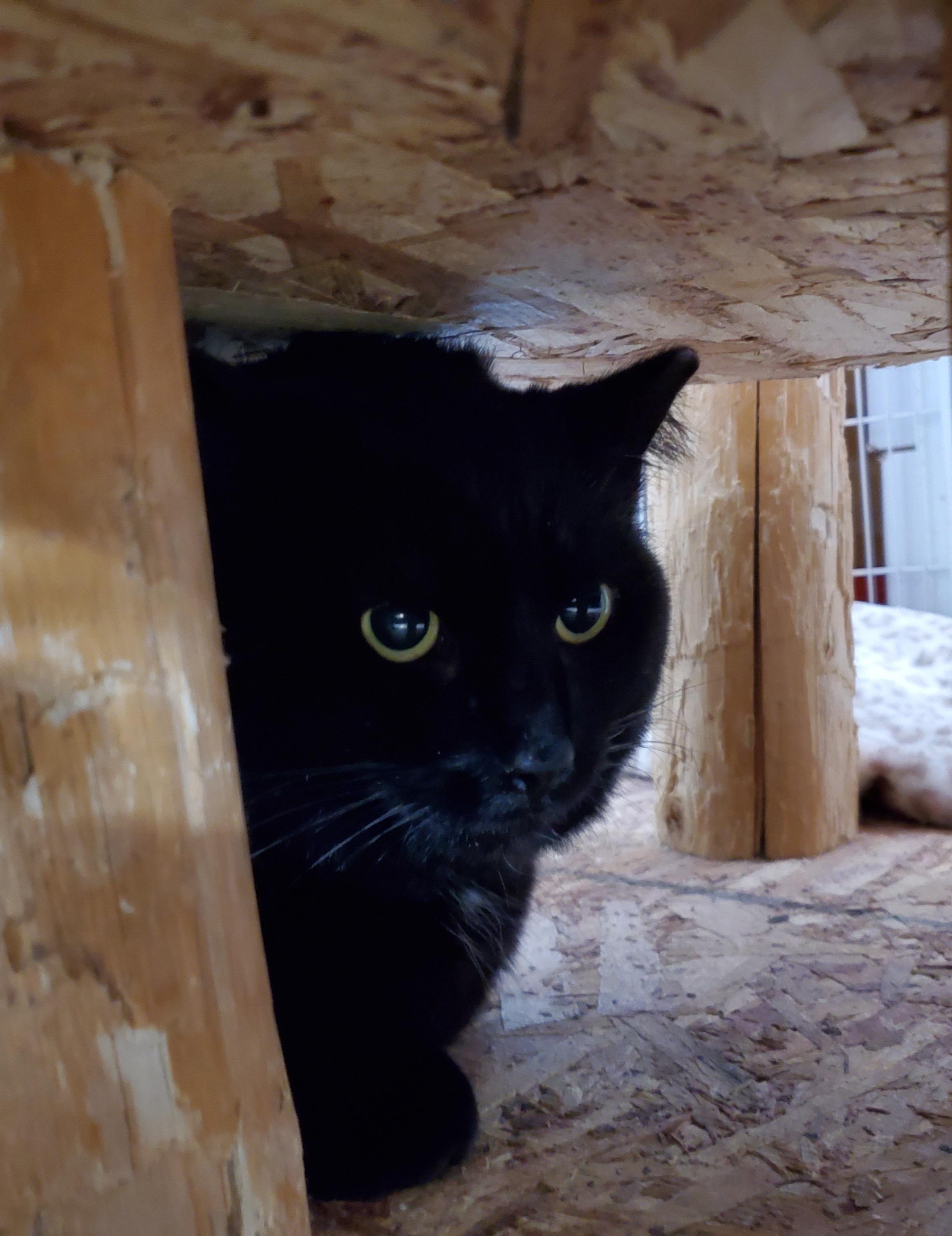 Enlarge Benny Bubbles, a Adoptable mixed breed in Howell, MI image 2/5