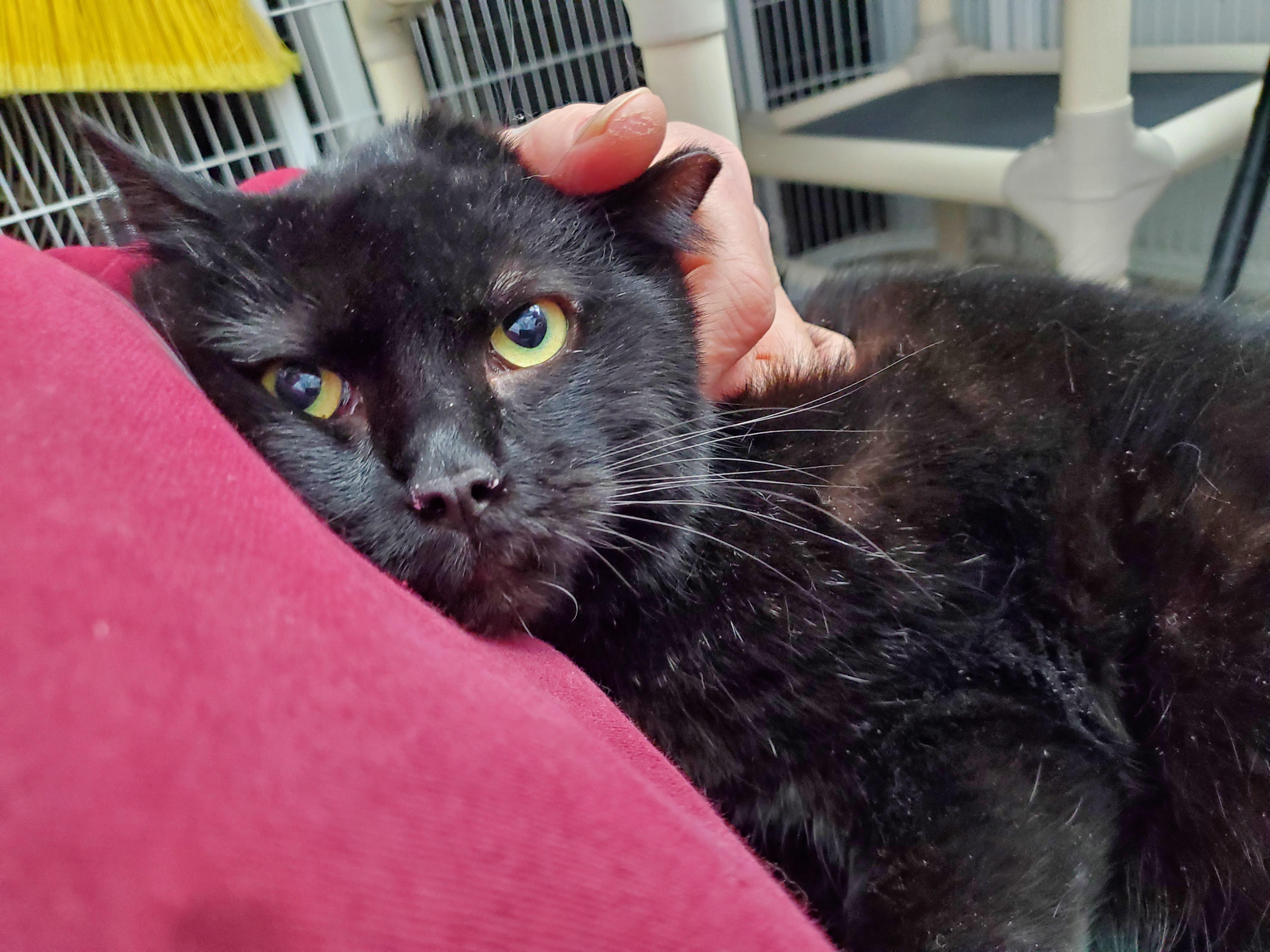 Enlarge Benny Bubbles, a Adoptable mixed breed in Howell, MI image 1/5