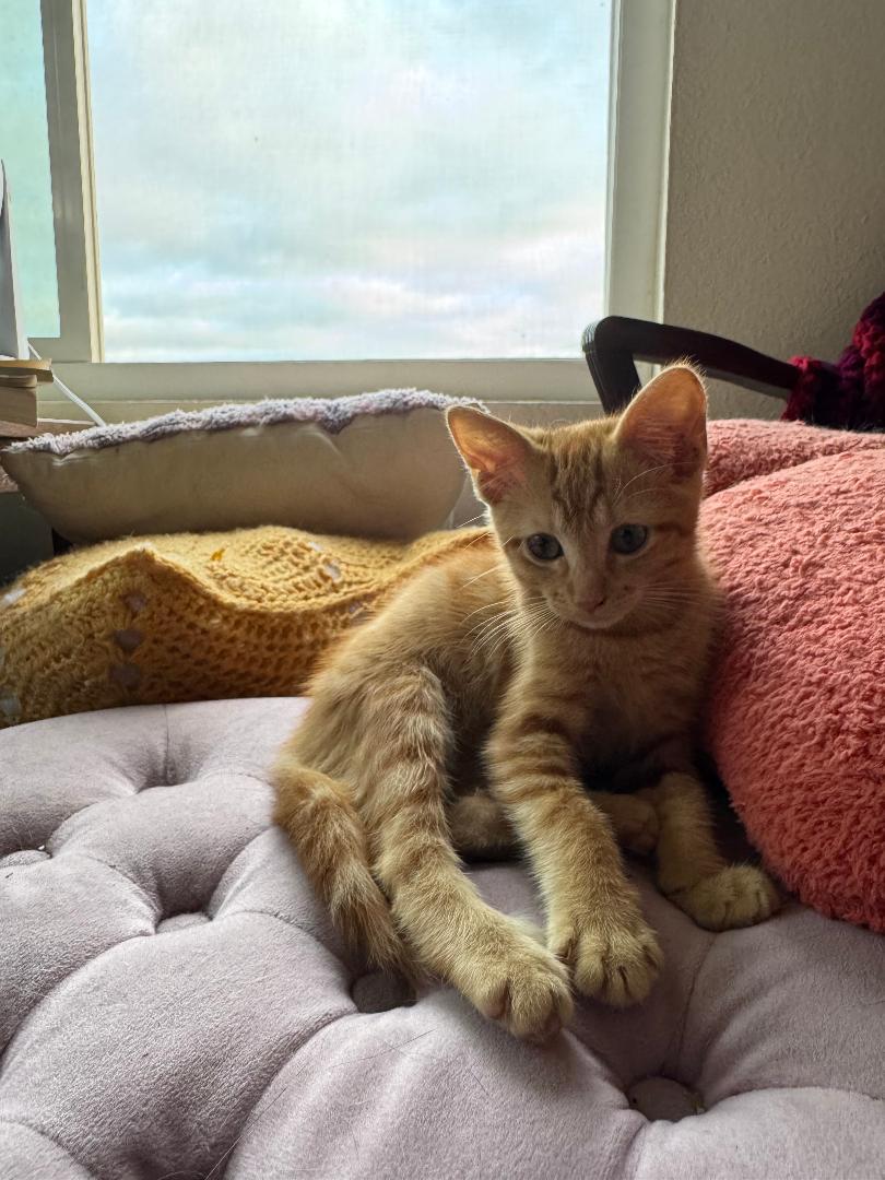 Ms. Clementine thumbnail 3