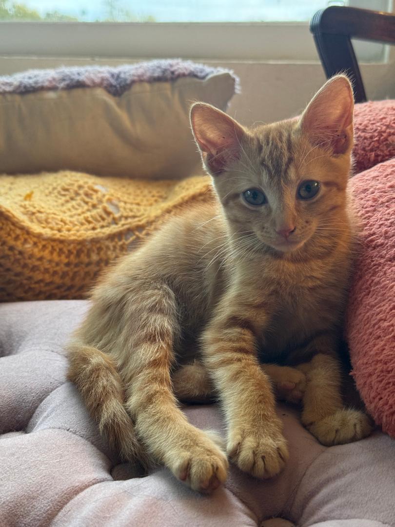 Ms. Clementine photo 1