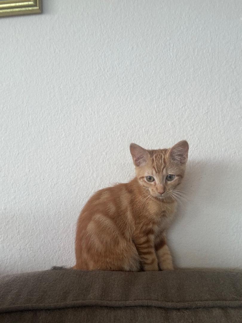 Ms. Clementine thumbnail 5