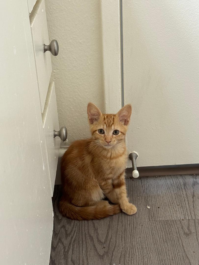 Ms. Clementine thumbnail 2