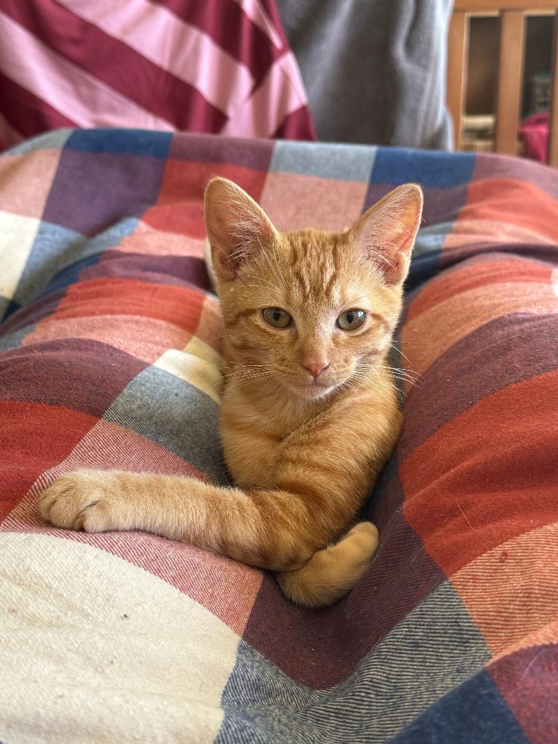 Ms. Clementine thumbnail 4