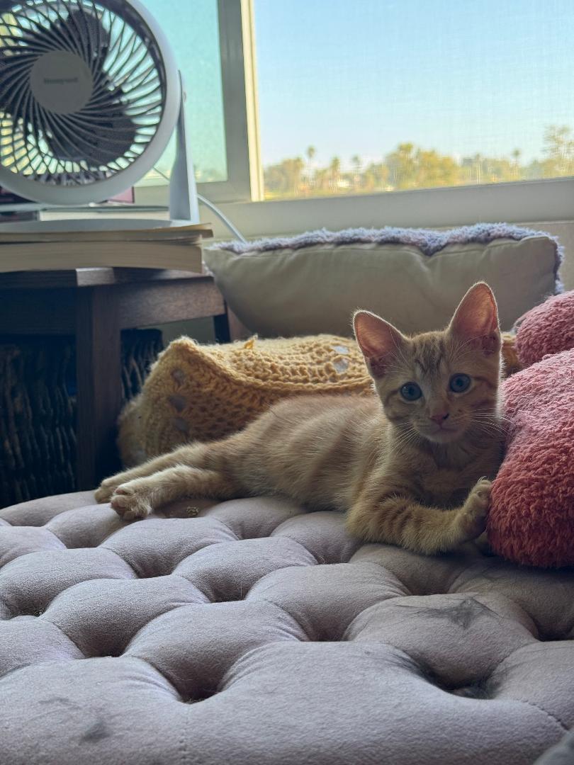 Ms. Clementine thumbnail 6