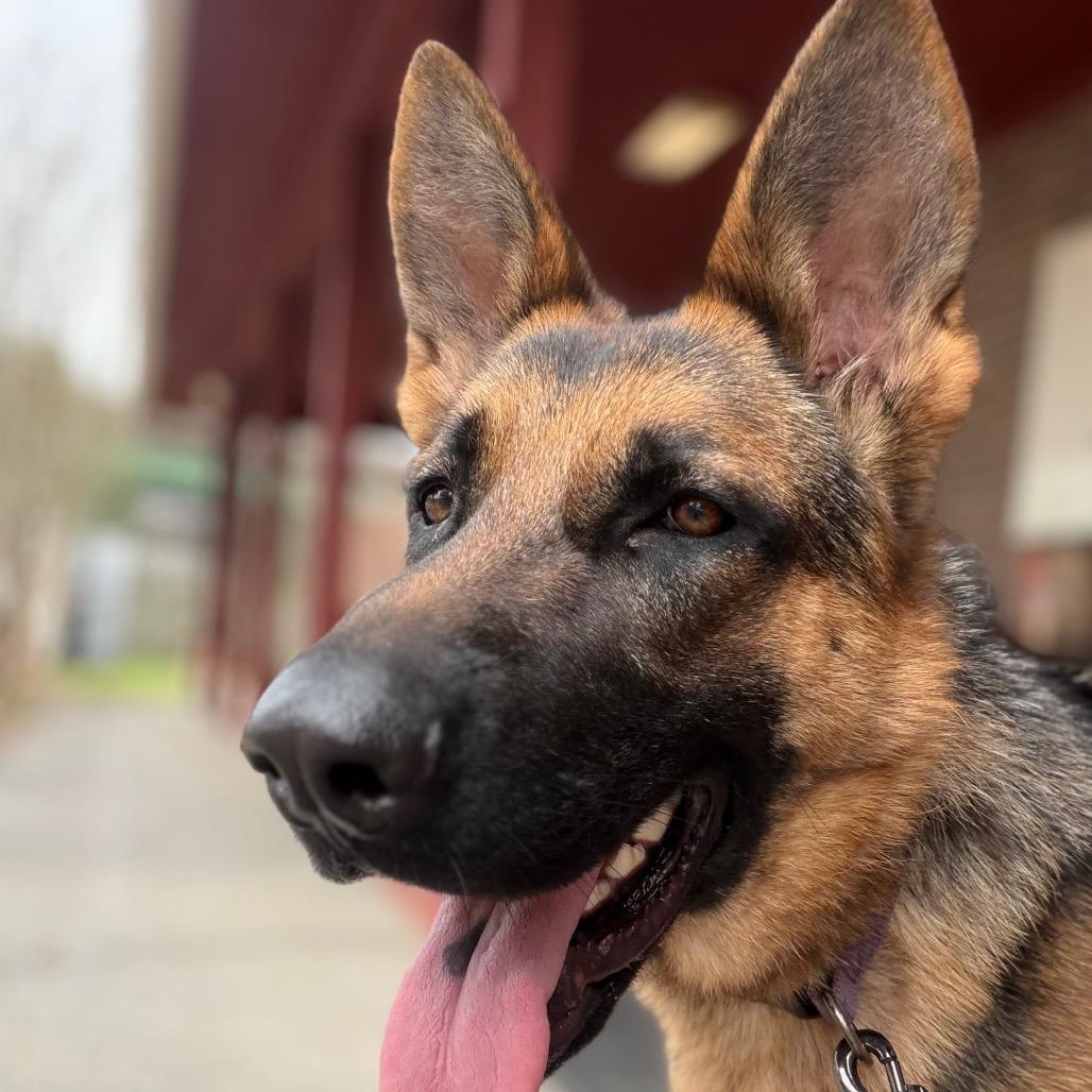 Enlarge Cheyenne, a Adoptable German Shepherd Dog in Pensacola, FL image 1/1