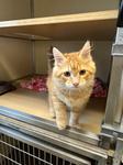 Enlarge Norris, a Adoptable Domestic Long Hair in Sterling, CO image 1/1