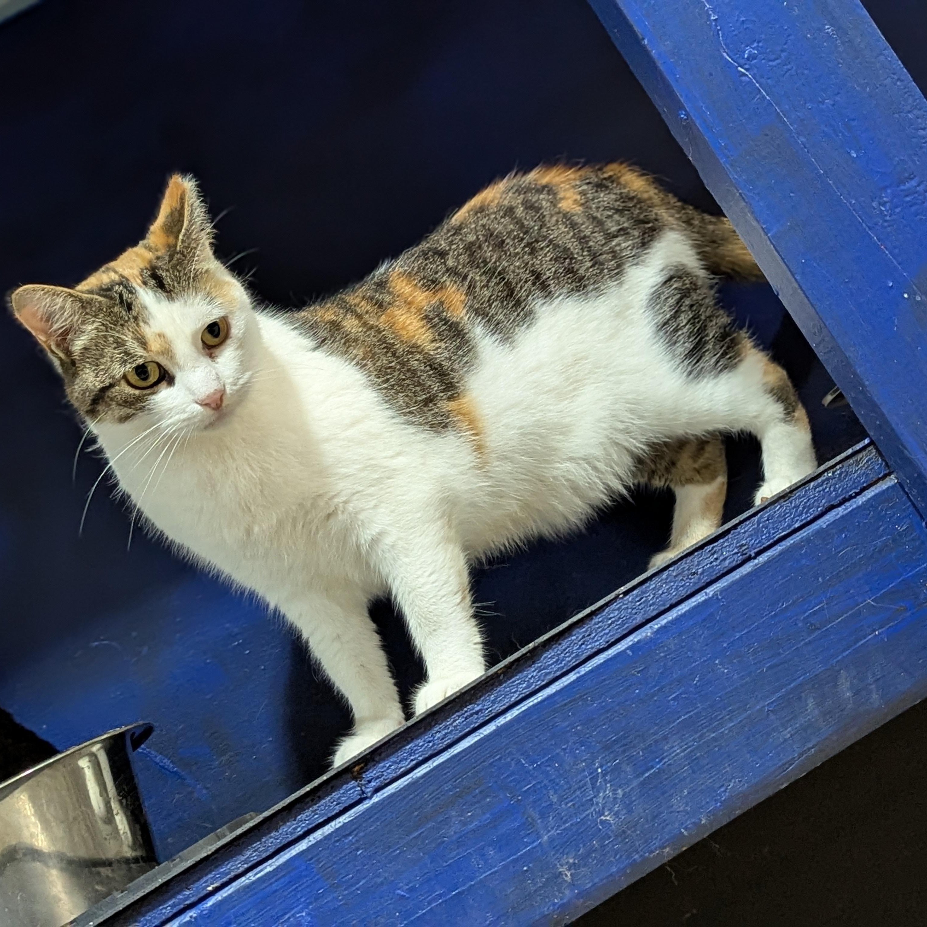 Jabba, Adoptable, Adult Female Domestic Short Hair.