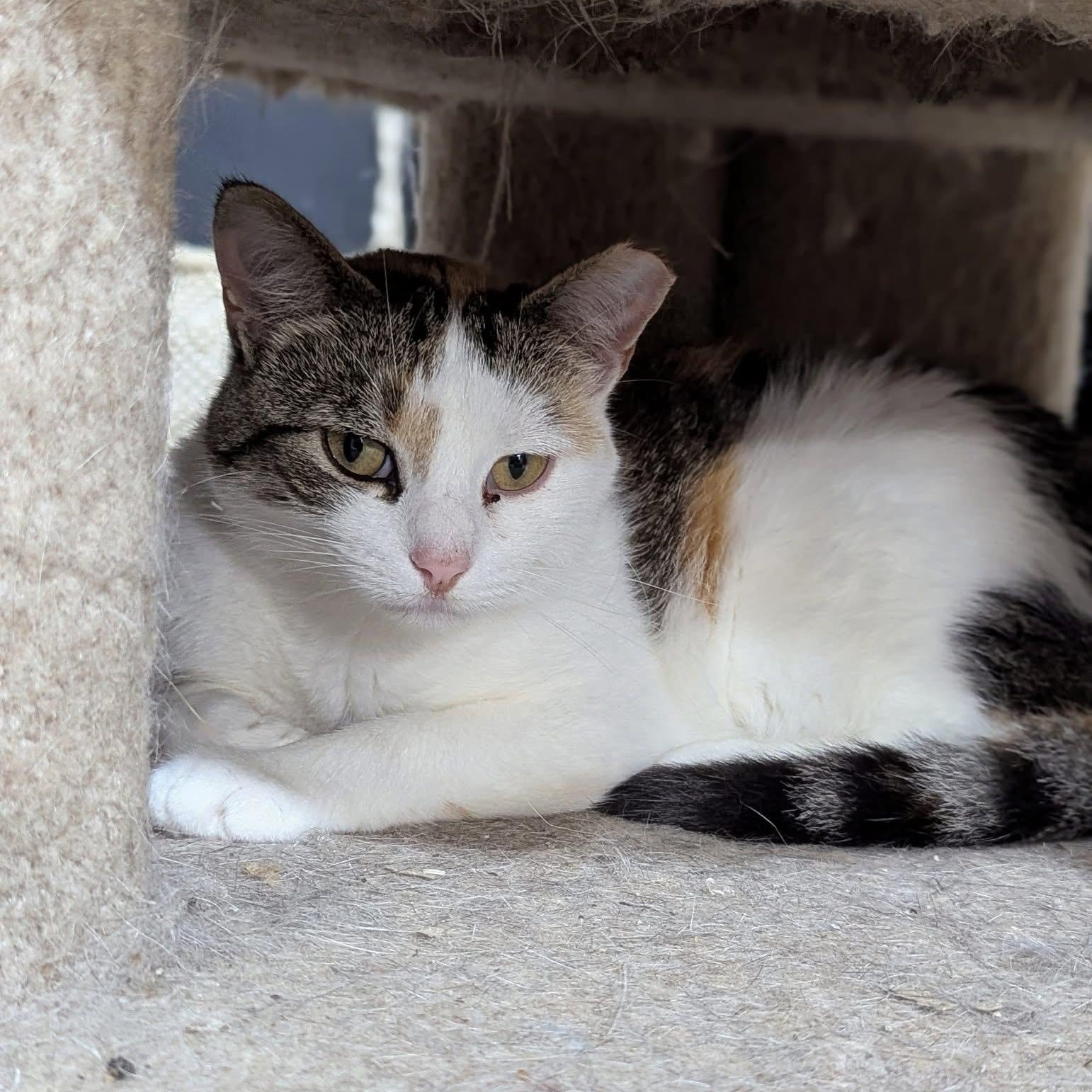 Enlarge Jabba, a Adoptable Domestic Short Hair in Stockholm, WI image 2/4