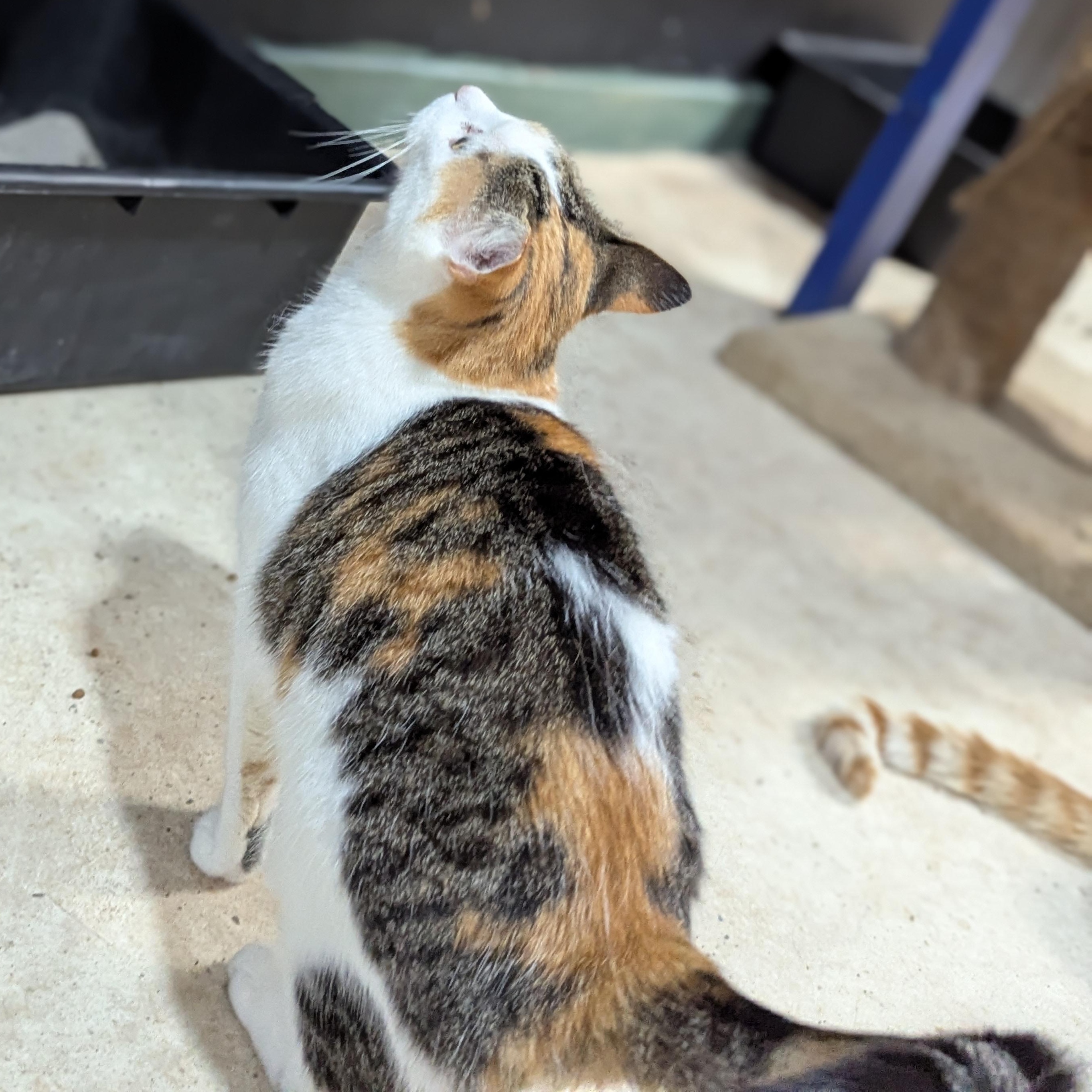 Enlarge Jabba, a Adoptable Domestic Short Hair in Stockholm, WI image 3/4