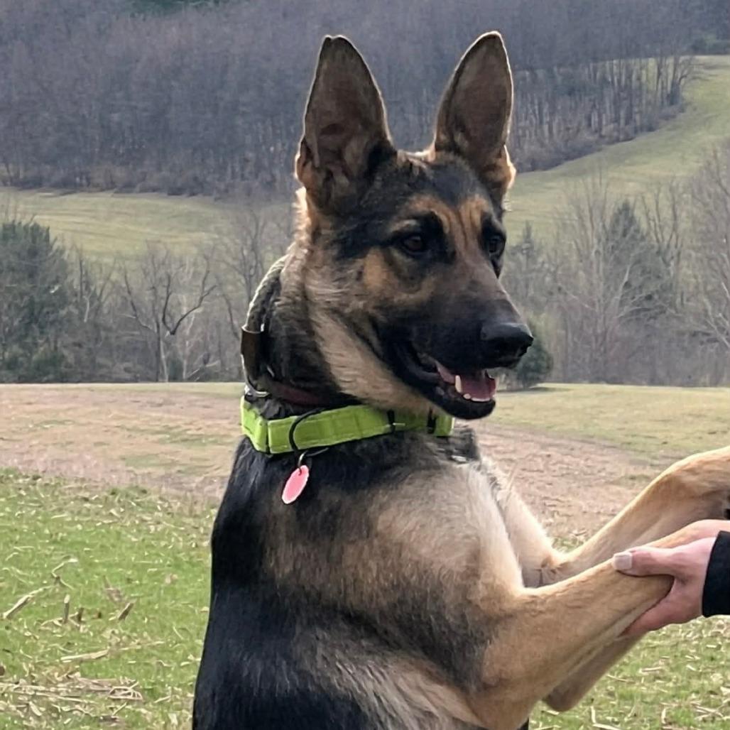 Shiloh (26-141), Adoptable, Young Female German Shepherd Dog.