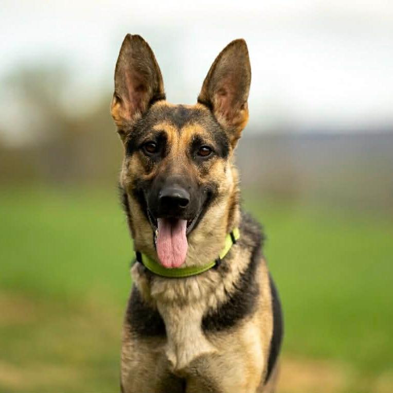 Enlarge Shiloh (26-141), a Adoptable German Shepherd Dog in New Ringgold, PA image 2/6