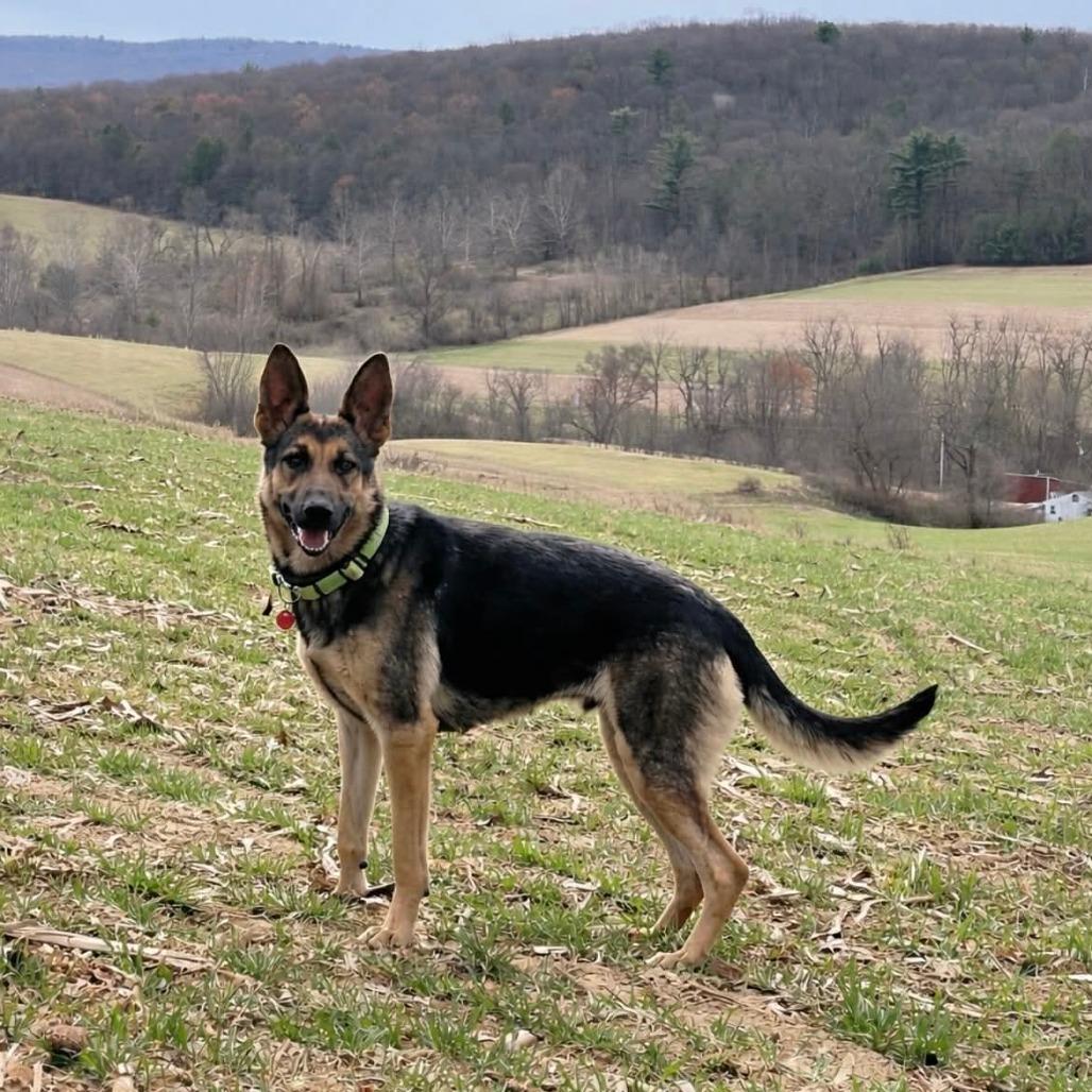 Enlarge Shiloh (26-141), a Adoptable German Shepherd Dog in New Ringgold, PA image 3/6