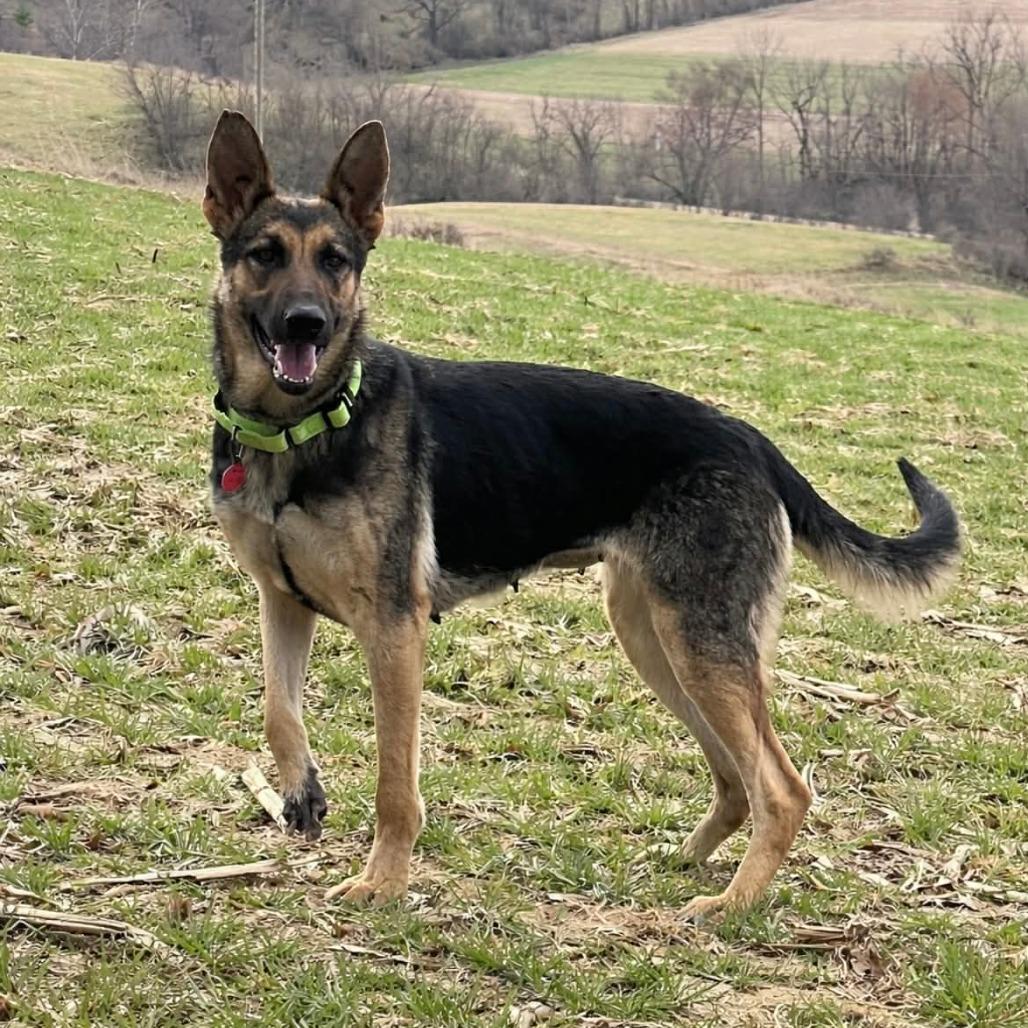 Enlarge Shiloh (26-141), a Adoptable German Shepherd Dog in New Ringgold, PA image 4/6