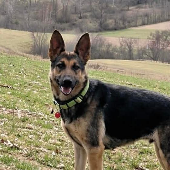 Enlarge Shiloh (26-141), a Adoptable German Shepherd Dog in New Ringgold, PA image 5/6