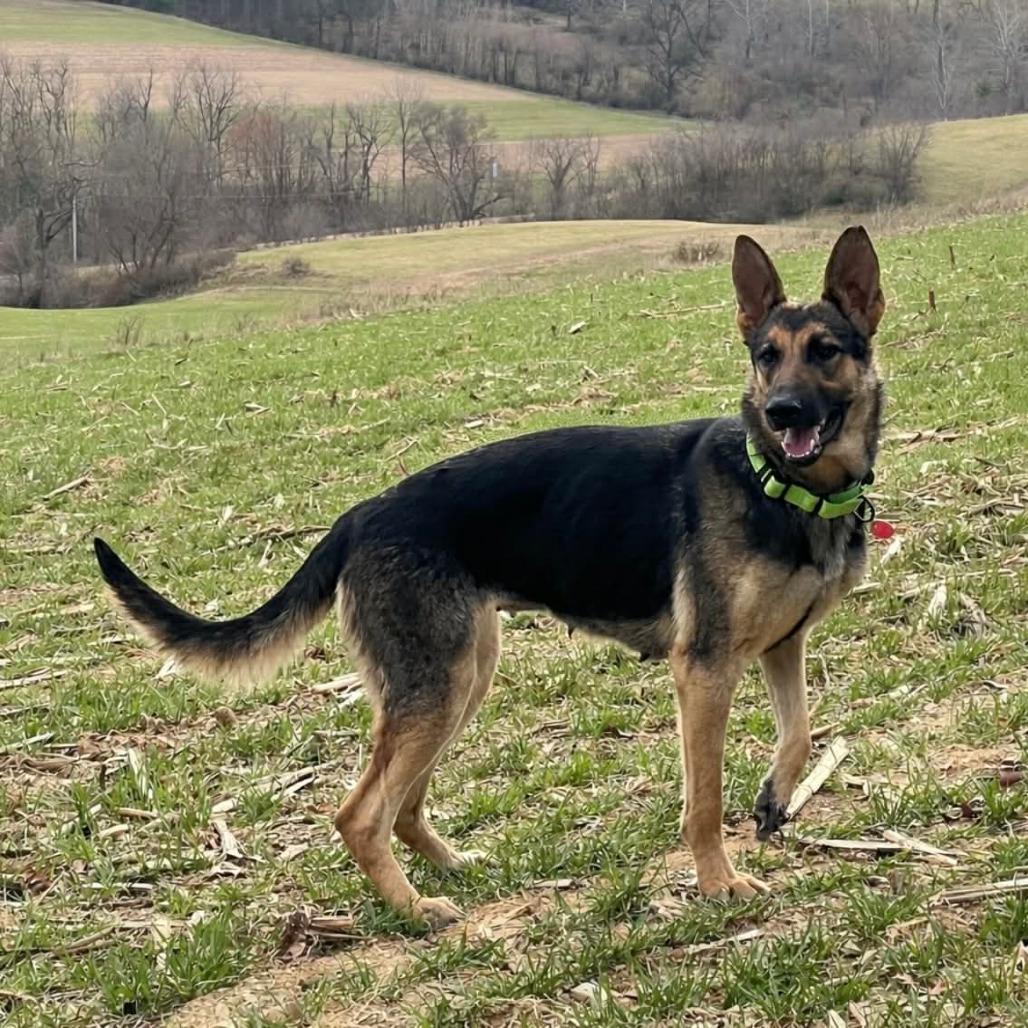 Enlarge Shiloh (26-141), a Adoptable German Shepherd Dog in New Ringgold, PA image 6/6