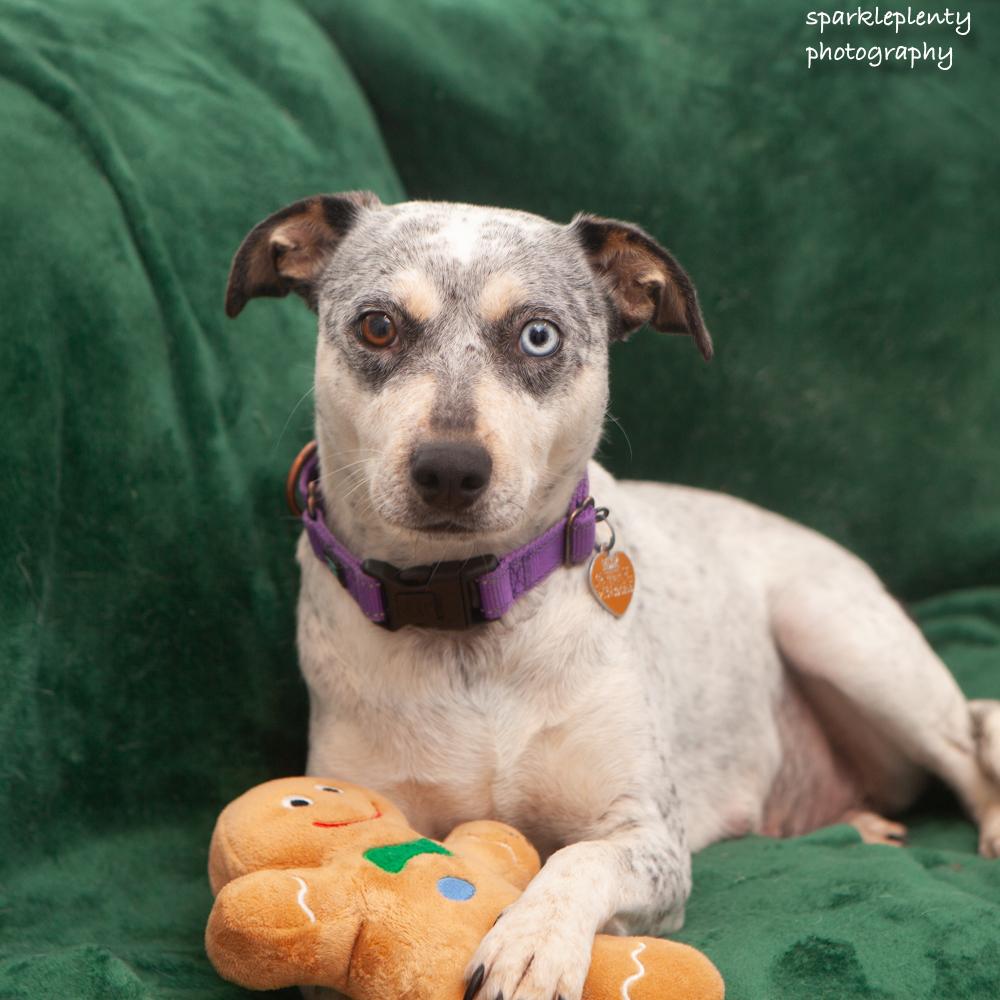 Mystique, adoptable, Adult Female Mixed Breed.