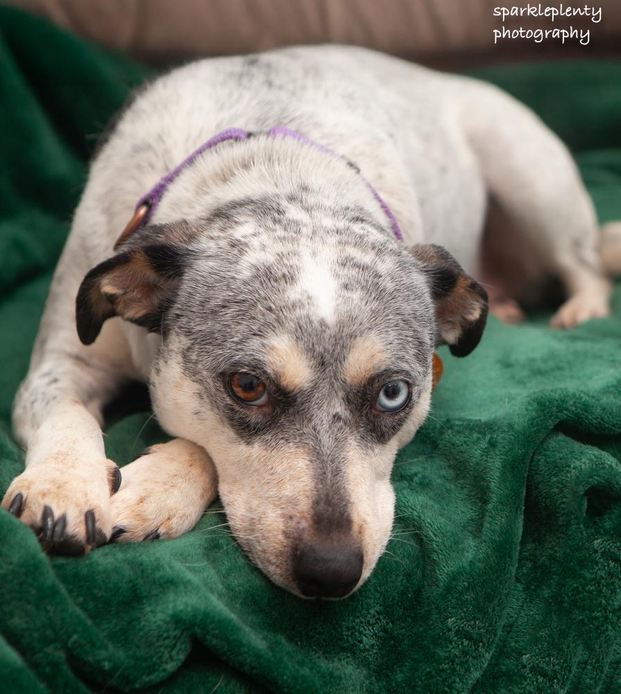 Enlarge Mystique, an adoptable Mixed Breed in Ridgefield, CT image 4/6