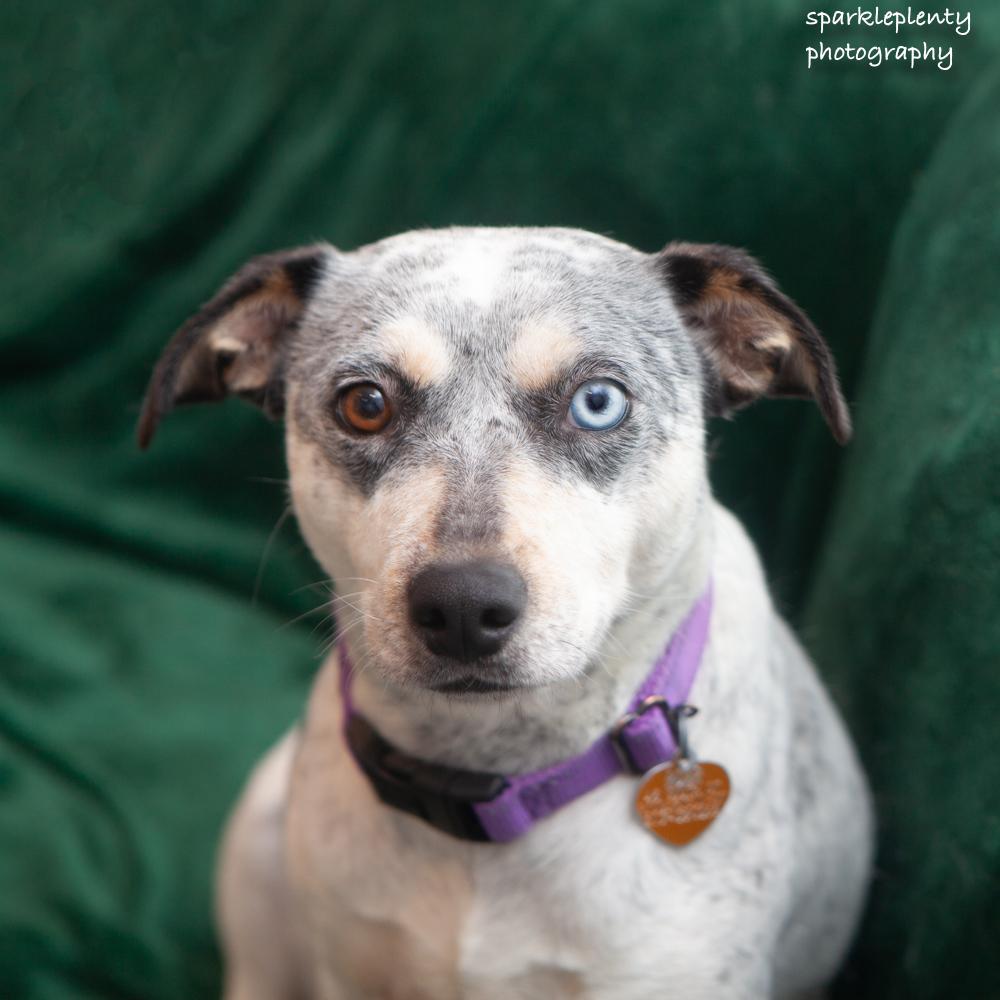 Enlarge Mystique, an adoptable Mixed Breed in Ridgefield, CT image 3/6