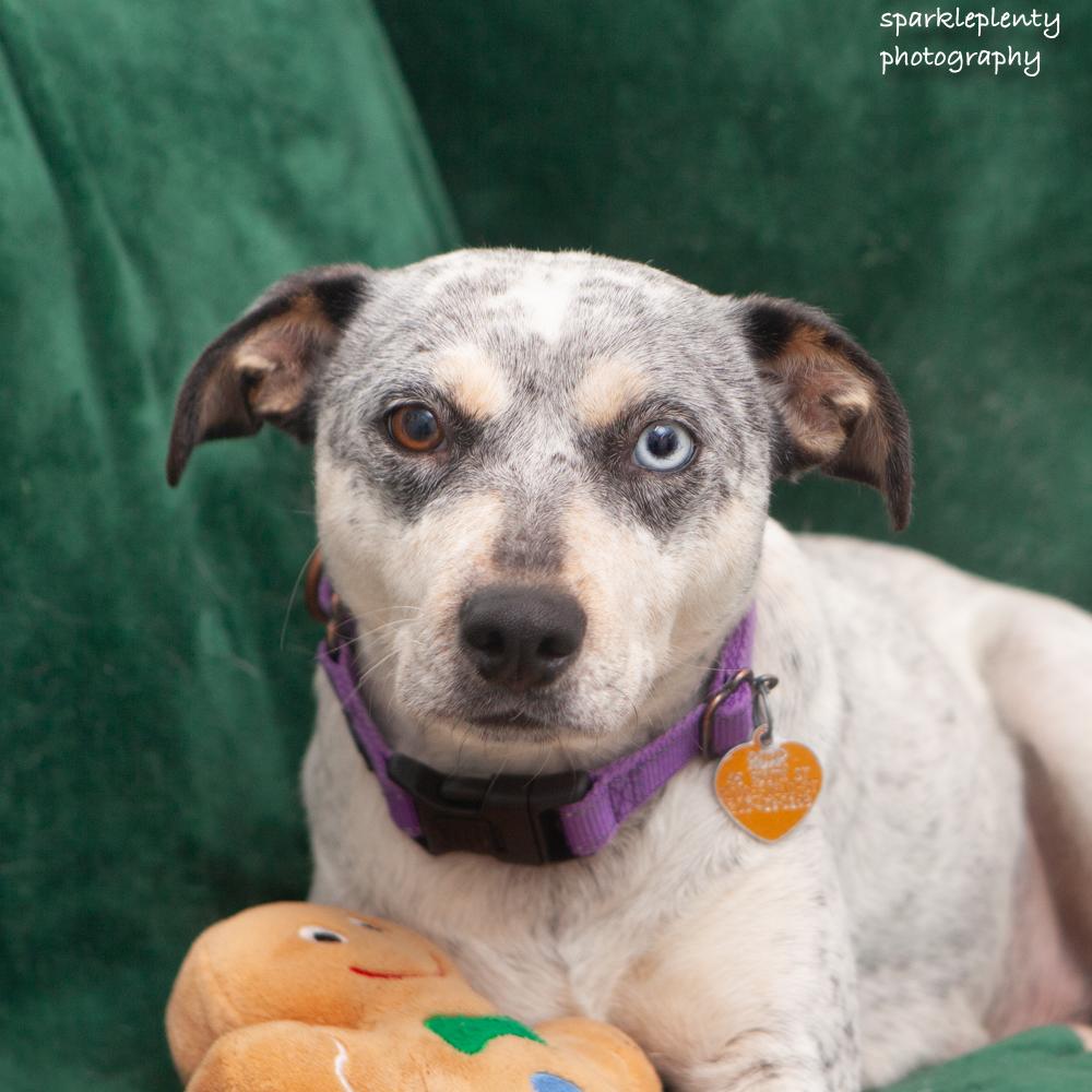 Enlarge Mystique, an adoptable Mixed Breed in Ridgefield, CT image 2/6