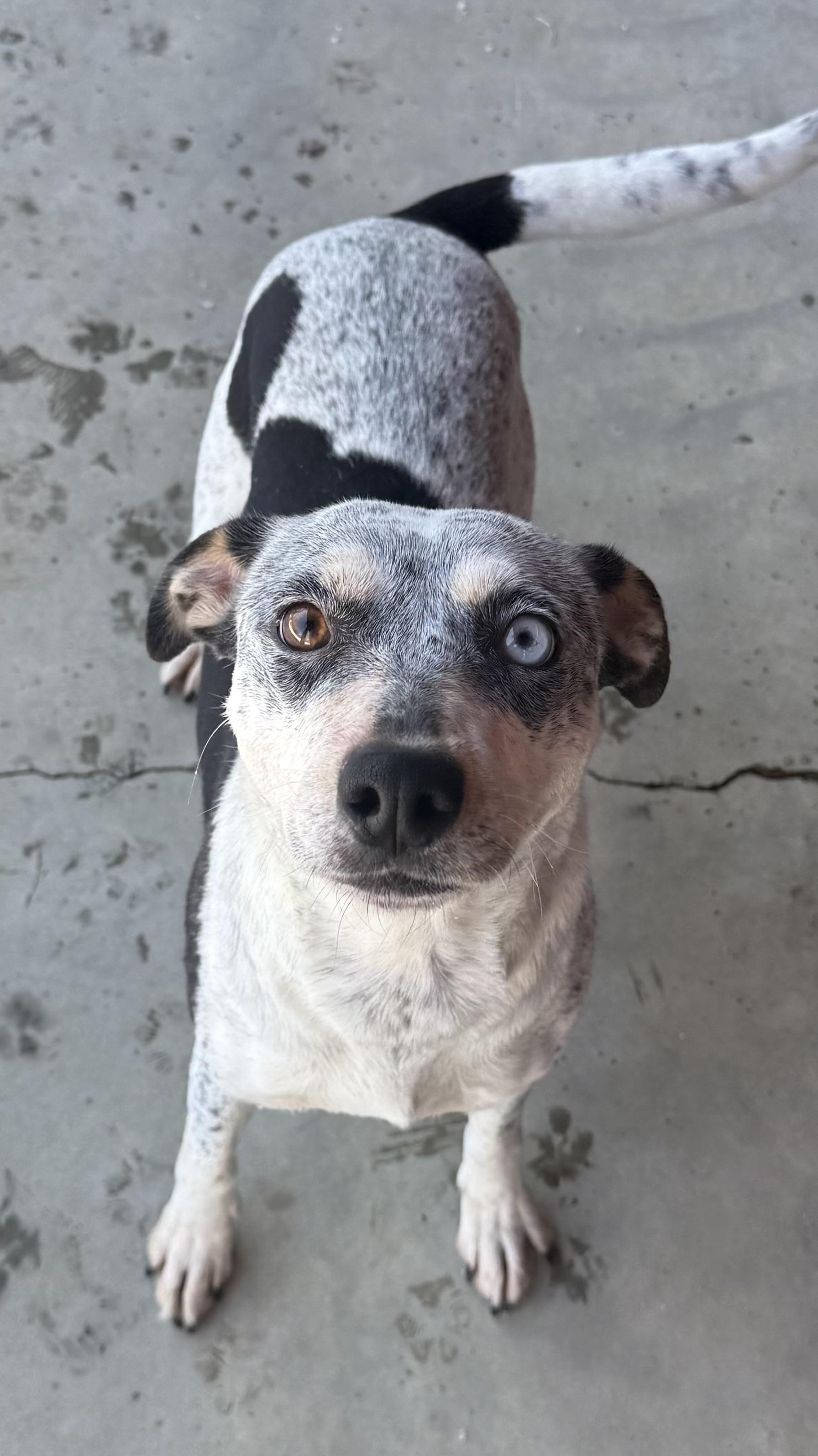 Mystique, adoptable, Adult Female Mixed Breed.