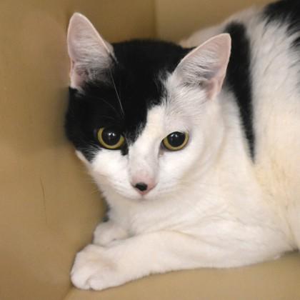 Avril, adopted, Adult Female Domestic Short Hair.