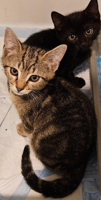 Muse KITTEN RM, Adopted, Kitten Male Domestic Short Hair.