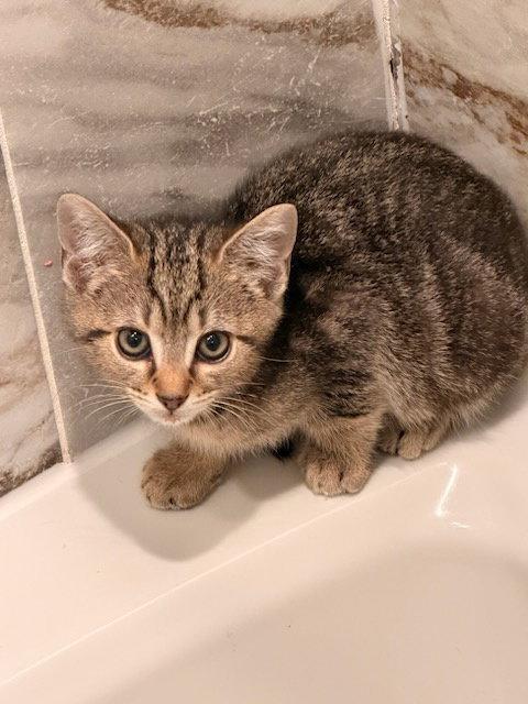 Enlarge Muse KITTEN RM, a Adopted Domestic Short Hair in Rockaway, NJ image 2/3