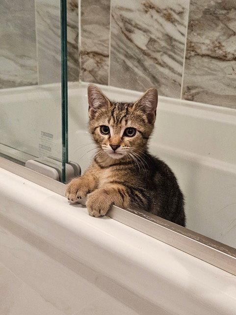 Enlarge Muse KITTEN RM, a Adopted Domestic Short Hair in Rockaway, NJ image 3/3