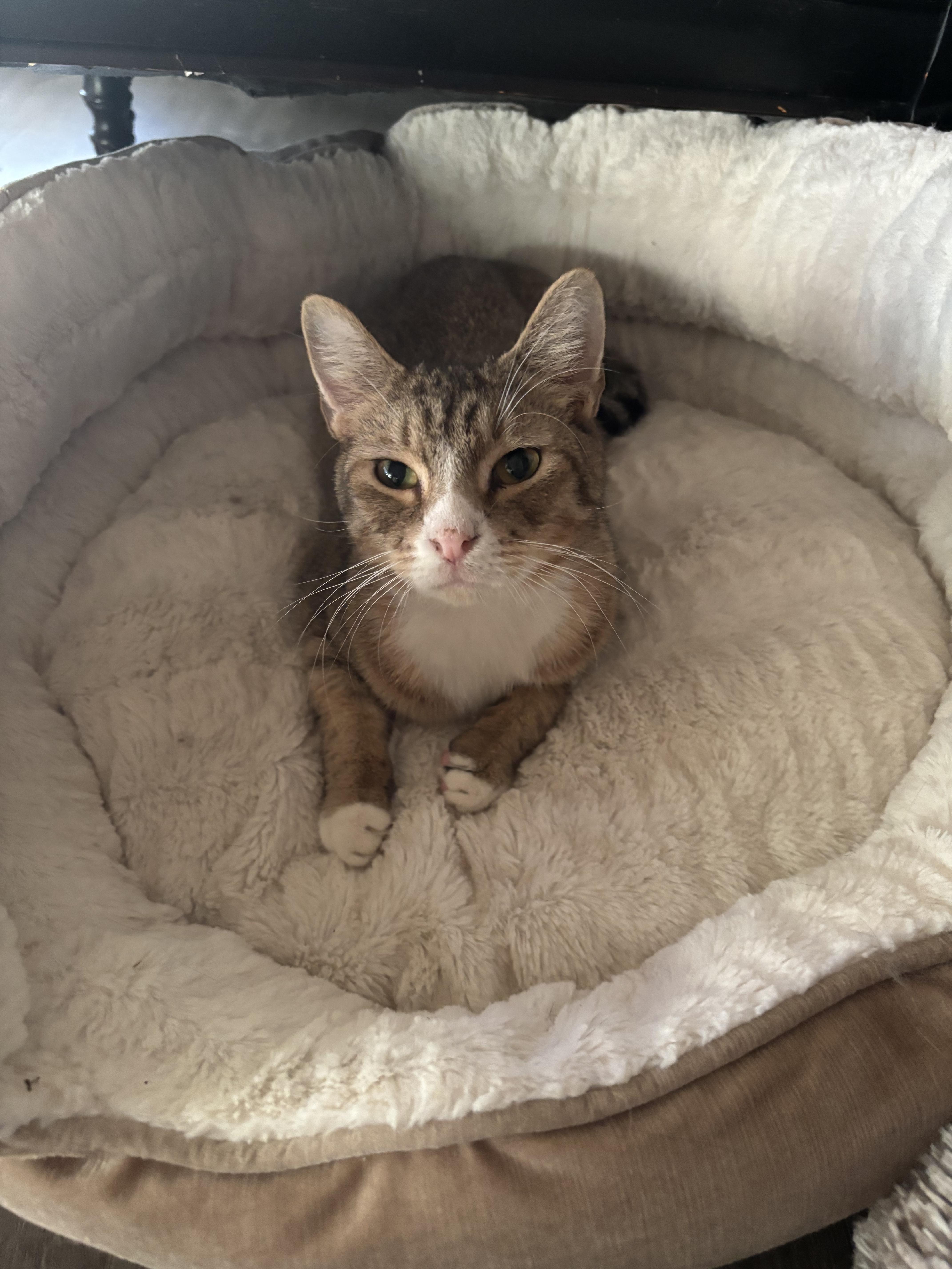 Enlarge Frankie, a Adoptable Domestic Short Hair in Plant city, FL image 1/1