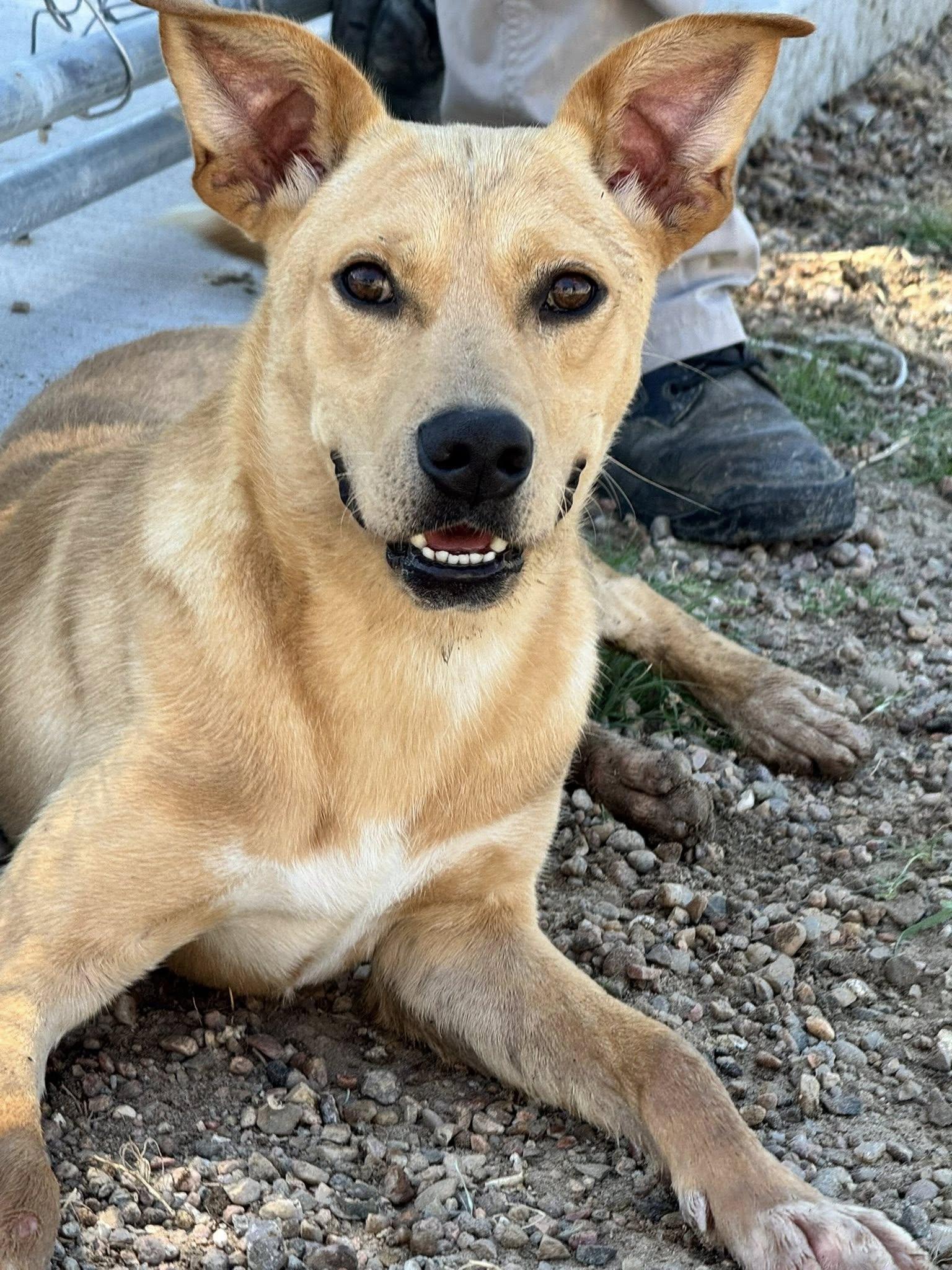 Homer, an adoptable Labrador Retriever, Terrier in Ulysses, KS, 67880 | Photo Image 1