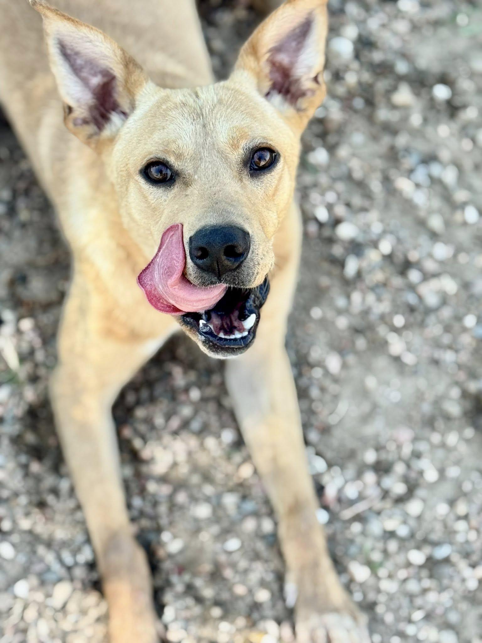 Homer, an adoptable Labrador Retriever, Terrier in Ulysses, KS, 67880 | Photo Image 3