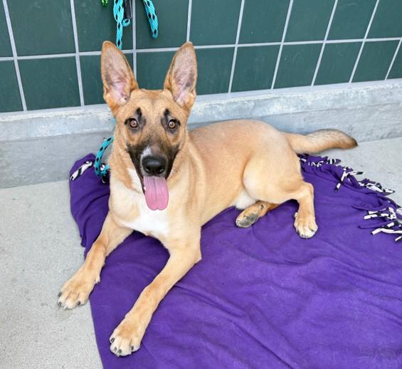 Enlarge ASPEN, a Adoptable German Shepherd Dog in Rancho Cucamonga, CA image 1/1