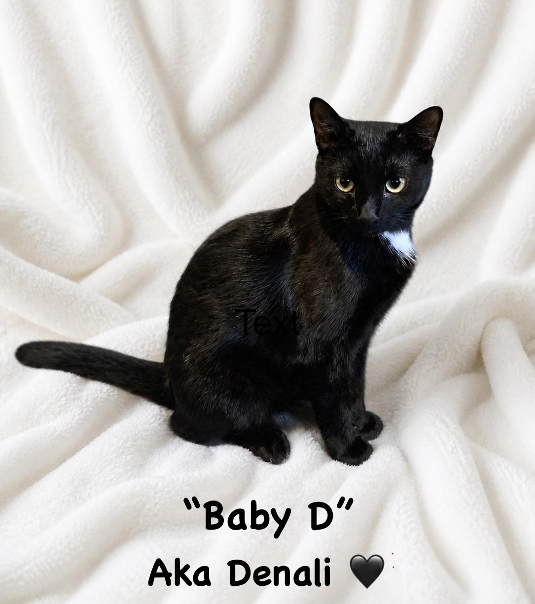 Baby D aka Denali, ADOPTABLE, Young Male Domestic Short Hair.
